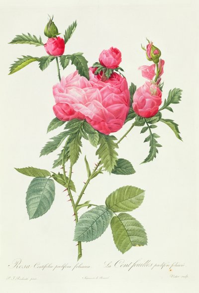 Rosa Centifolia Prolifera Foliacea de Pierre Joseph Redouté